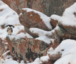 Northern Wheatear, 穂䳭, Oenanthe oenanthe-gallery-