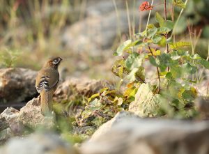 Moustached Laughingthrush, 灰翅噪鹛, Ianthocincla cineracea-gallery-