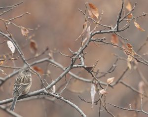 Long-tailed Rosefinch, 长尾雀, Carpodacus sibiricus-gallery-