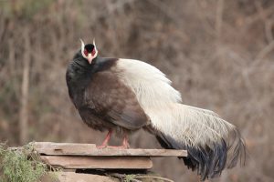 Brown Eared Pheasant, 褐马鸡, Crossoptilon mantchuricum-gallery-