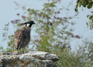 Koklass Pheasant, 勺鸡, Pucrasia macrolopha-gallery-