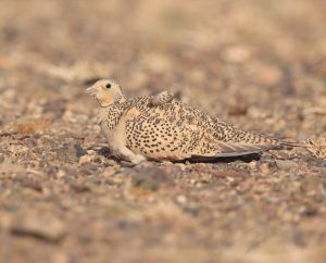 Pallas’s Sandgrouse, 毛腿沙鸡, Syrrhaptes paradoxus-gallery-