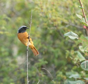 Daurian Redstart, 北红尾鸲, Phoenicurus auroreus-gallery-