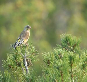 Grey-capped Greenfinch, 金翅雀, Chloris sinica-gallery-