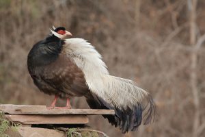 Brown Eared Pheasant, 褐马鸡, Crossoptilon mantchuricum-gallery-