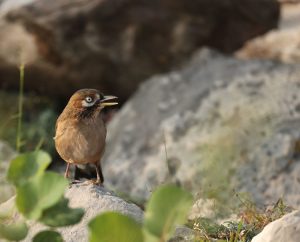 Moustached Laughingthrush, 灰翅噪鹛, Ianthocincla cineracea-gallery-