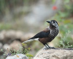 Spotted Nutcracker, 星鸦, Nucifraga caryocatactes-gallery-