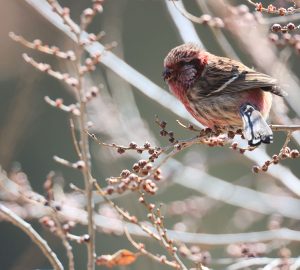 Long-tailed Rosefinch, 长尾雀, Carpodacus sibiricus-gallery-