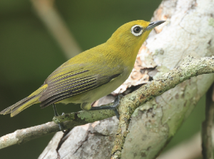 Lemon-billed White-eye, 红树绣眼鸟, Zosterops chloris-gallery-