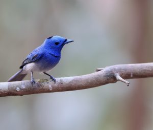 Black-naped Monarch, (黑枕王鹟), Hypothymis azurea-gallery-