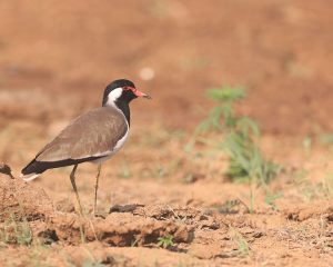 Red-wattled Lapwing, 肉垂麦鸡, Vanellus indicus-gallery-