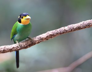 Long-tailed Broadbill, 长尾阔嘴鸟, Psarisomus dalhousiae-gallery-