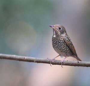 White-throated Rock Thrush, 白喉矶鸫, Monticola gularis-gallery-