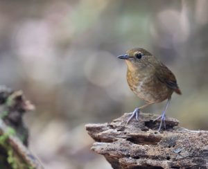 Lesser Shortwing, 白喉短翅鸫, Brachypteryx leucophris-gallery-