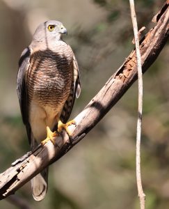 Shikra, 褐耳鹰. Accipiter badius-gallery-