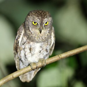 Oriental Scops Owl, 红角鸮, Otus sunia-gallery-