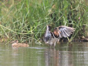 Greater Painted-Snipe, 彩鹬, Rostratula benghalensis-gallery-