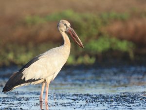 Asian Openbill, 钳嘴鹳, Anastomus oscitans-gallery-