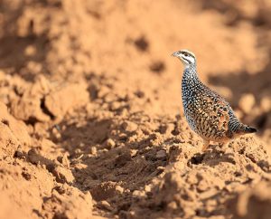 Chinese Francolin, 中华鹧鸪, Francolinus pintadeanus-gallery-