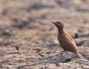 Rufous Woodpecker, 栗啄木鸟, Micropternus brachyurus-gallery-