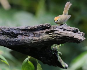 Rufous-capped Babbler, 红头穗鹛, Stachyridopsis ruficeps-gallery-