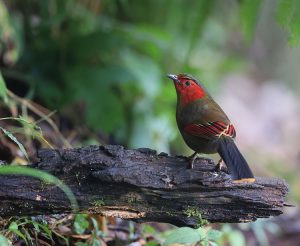 Scarlet-facecd Liocichla, 红翅薮鹛, Liocichla ripponi-gallery-