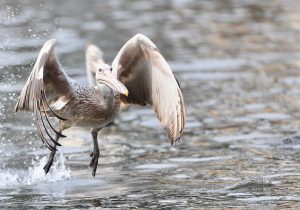 Spot-billed Pelican, 斑嘴鹈鹕, Pelecanus philippensis-gallery-