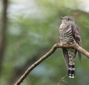 Indian Cuckoo, 四声杜鹃, Cuculus micropterus-gallery-