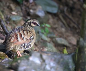 Bar-backed Partridge, 褐胸山鹧鸪, Arborophila brunneopectus-gallery-