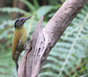 Black-naped Woodpecker, 黑枕啄木鸟, Picus guerini-gallery-