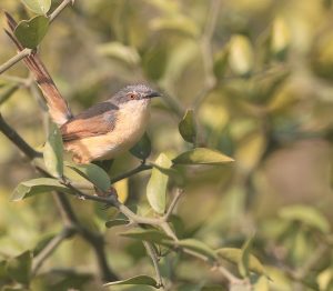 Grey-breasted Prinia, 灰胸山鹪莺, Prinia hodgsonii-gallery-