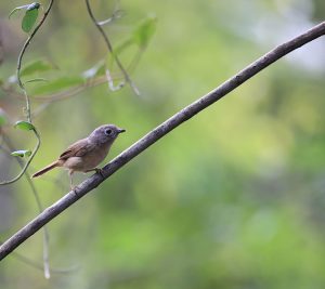 Huet’s Fulvetta, 淡眉雀鹛, Alcippe hueti-gallery-