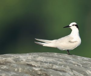 Black-naped Tern, 黑枕燕鸥, Sterna sumatrana-gallery-