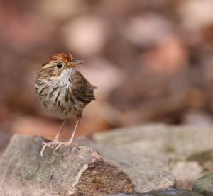 Puff-throated Babbler, 棕头幽鹛, Pellorneum ruficeps-gallery-