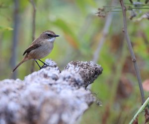 Grey Bush Chat, 灰林䳭, Saxicola ferreus-gallery-