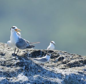 Lesser Crested Tern, 小凤头燕鸥, Thalasseus bengalensis-gallery-