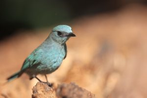 Verditer Flycatcher, 铜蓝鹟, Eumyias thalassinus-gallery-