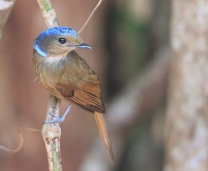 Large Niltava, 大仙鹟, Niltava grandis-gallery-