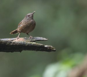 Streaked Wren-Babbler, 短尾鹪鹛, Napothera brevicaudata-gallery-