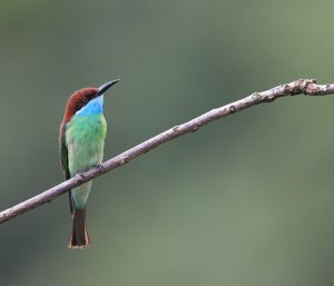 Blue-throated Bee-eater, 蓝喉蜂虎, Merops viridis-gallery-