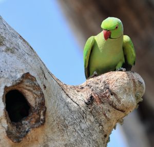 Rose-ringed Parakeet, 红领绿鹦鹉, Psittacula krameri-gallery-