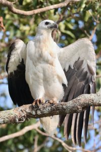 White-bellied Sea Eagle, 白腹海雕, Haliaeetus leucogaster-gallery-