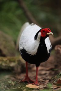 Silver Pheasant, 白鹇, Lophura nycthemera-gallery-