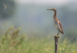 Chinese Pond Heron, 池鹭, Ardeola bacchus-gallery-