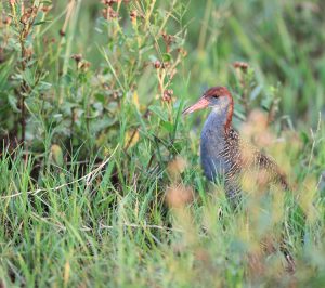 Slaty-breasted Rail, 蓝胸秧鸡, Gallirallus striatus-gallery-