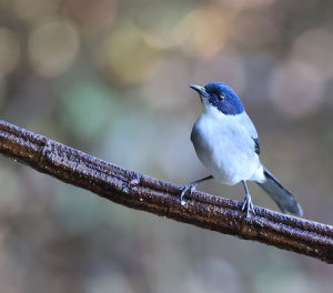 Black-headed Sibia, 黑头奇鹛, Heterophasia desgodinsi-gallery-