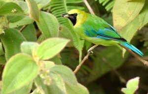 Blue-winged Leafbird, 蓝翅叶鹎, Chloropsis cochinchinensis-gallery-