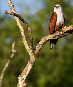 Brahminy Kite, 栗鸢, Haliastur indus-gallery-