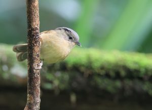 Brown-cheeked Fulvetta, 褐脸雀鹛, Alcippe poioicephala-gallery-