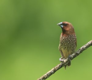 Scaly-breasted Munia, 斑文鸟, Lonchura punctulata-gallery-